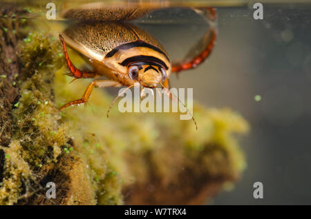 Diving beetle (Graphoderus bilineatus) male, Europe, August, controlled conditions Stock Photo