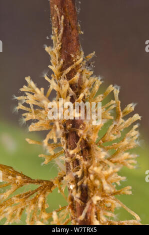 Freshwater Bryozoan (Plumatella fruticosa) colony of zooids attached to a root, Europe, August, controlled conditions Stock Photo