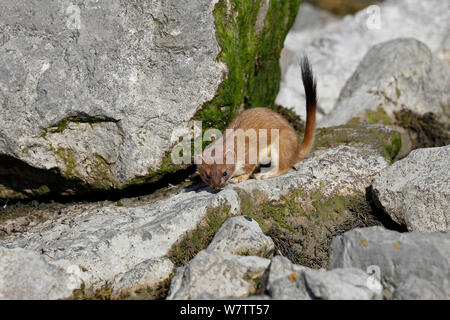 Stoat (Mustela erminea) adult hunting among rocks, North Wales, UK, June. Stock Photo