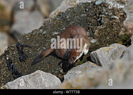 Stoat (Mustela erminea) young among rocks, North Wales, UK, June.50429 Stock Photo