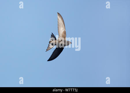 Common Swift (Apus apus) in flight, Wirral, Merseyside, UK, July. Stock Photo
