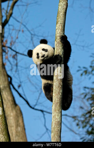 Giant Panda (Ailuropoda melanoleuca) sub adult climbing tree. Bifengxia, China. Captive. Stock Photo