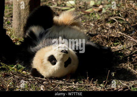 Giant Panda (Ailuropoda melanoleuca) sub adult rolling. Bifengxia, China. Captive. Stock Photo