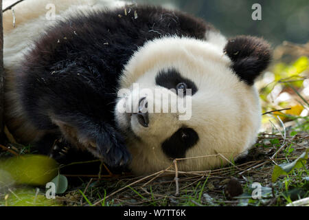 Giant Panda (Ailuropoda melanoleuca) sub adult resting. Bifengxia, China. Captive. Stock Photo