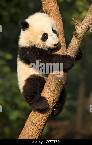 Giant Panda (Ailuropoda melanoleuca) cub climbing tree. Chengdu, China. Captive. Stock Photo