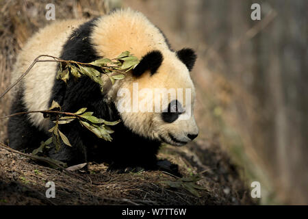 Giant Panda (Ailuropoda melanoleuca) sub adult. Bifengxia, China. Captive.