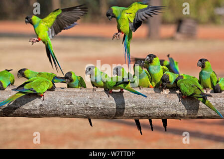 Flock of Nanday Parakeet (Nandayus nenday) at feeding table. Pantanal, Brazil. Stock Photo