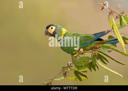 Yellow-collared Macaw (Primolius auricollis) Brazil Stock Photo