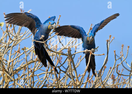 Hyacinth Macaw (Anodorhynchus hyacinthinus) courtship behaviour, Brazil Stock Photo