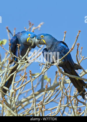 Hyacinth Macaw (Anodorhynchus hyacinthinus) courtship behaviour, Brazil Stock Photo