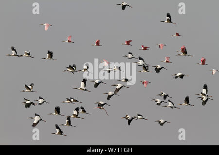A flock of mixed Wood Stork (Mycteria americana) and Roseate Spoonbills (Platalea ajaja) Pantanal, Brazil Stock Photo