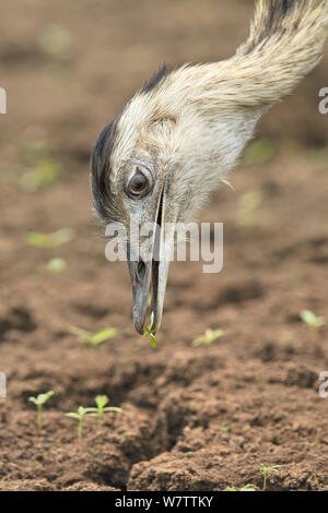 Greater rhea (Rhea americana) feeding, Brazil. Stock Photo