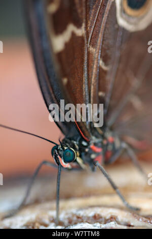 Blue Morpho Butterfly ( morpho peleides) feeding on some rotting fruit Stock Photo