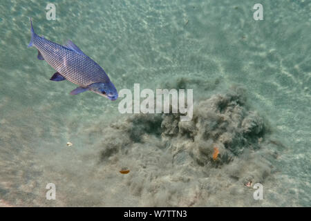 Curimbata (Prochilodus lineatus) fish swimming over a freshwater