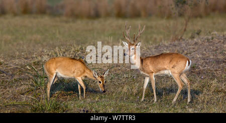 Pampas deer (Ozotoceros bezoarticus) male female pair, Pantanal, Brazil Stock Photo