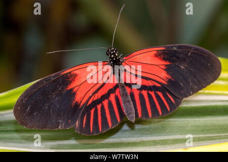 Postman Butterfly (Heliconius melpomene resting Stock Photo