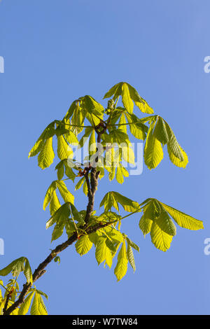 Horse Chestnut (Aesculus hippocastanum) leaves emerging from buds. Peak District National Park, Derbyshire, UK, May. Stock Photo