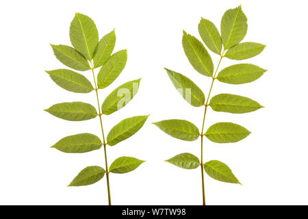 Ash tree leaves (Fraxinus excelsior) photographed in mobile field studio against a white background. Derbyshire, UK. September. Stock Photo