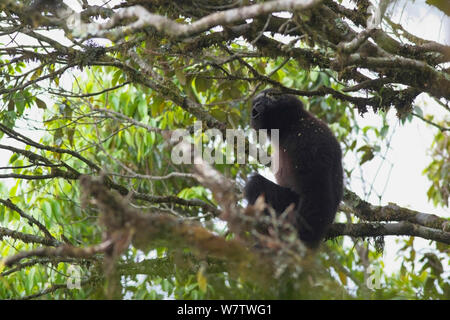 Eastern hoolock gibbon (Hoolock leuconedys) in tree, Yunnan, China, May ...