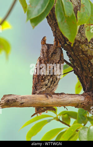 Oriental Scops owl (Otus sunia) on branch, Simao Prefecture, Yunnan Province, China, May. Stock Photo