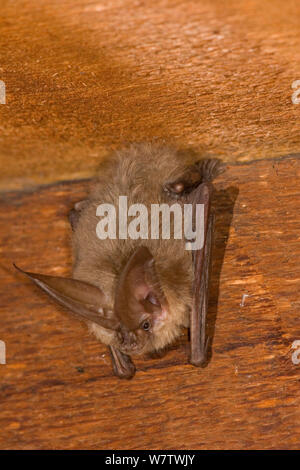 Solitary male Townsend's big-eared bat (Corynorhinus townsendiii) roosting in an abandoned house, Central Oregon, USA, June. Stock Photo