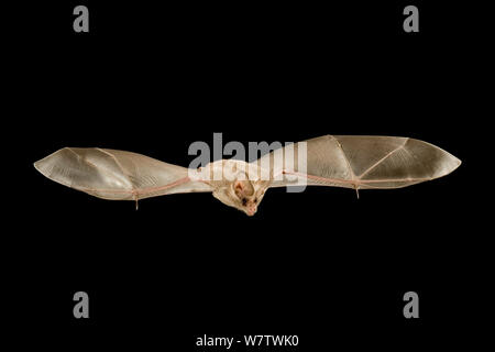 California leaf-nosed bat (Macrotus californicus) in flight, Copper Mountains, Cabeza Prieta National Wildlife Refuge, Sonoran Desert, Arizona, USA, July. Stock Photo