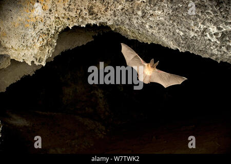Townsend's big-eared bat (Corynorhinus townsendii) flying out of cave at dusk, Derrick Cave complex, Central Oregon, USA, August. Stock Photo