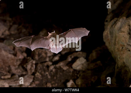 Mexican brown bat / Cave myotis (Myotis velifer) flying into a limestone cave, South Texas, USA, September. Stock Photo