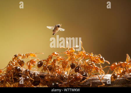 Female Phorid / Shuttle fly (Pseudacteon obtusus) in flight above Red imported fire ants (Solenopsis invicta) searching for an ant to implant with an egg, Texas, USA, March. Stock Photo