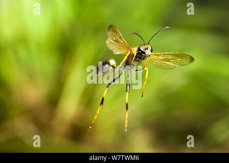 Black and yellow mud dauber wasp (Sceliphron caementarium) in flight,  captive, July. Stock Photo