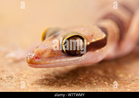 Nightstalker gecko (Cyrtodactylus intermedius) portrait, captive from Malaysia and Thailand. Stock Photo