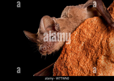 Mexican / Brazilian  free-tailed bat (Tadarida brasiliensis) perching on rock, Central Texas, USA, March. Stock Photo