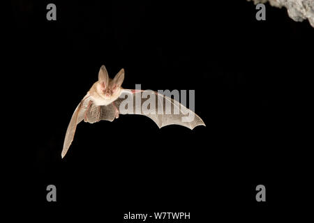 Townsend's big-eared bat (Corynorhinus / Plecotus townsendii) flying out of cave at dusk, Derrick Cave complex, Central Oregon, USA, August. Stock Photo
