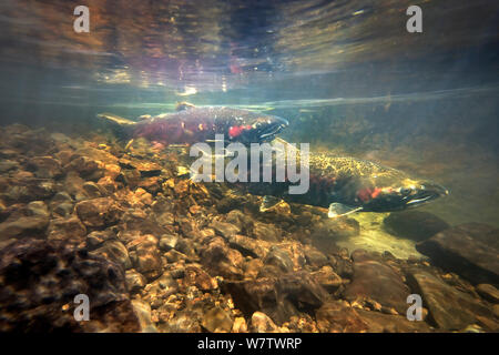 Female Coho salmon (Oncorhynchus kisutch) (right) guarding redd / nest site with male hovering nearby to keep other competing males from fertilizing the eggs, Thompson Creek, Oregon Coast, USA, December. Stock Photo