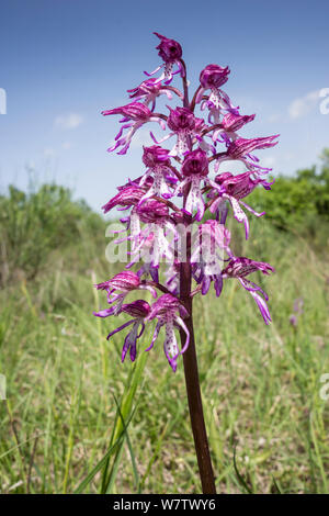 Natural hybrid orchid (Orchis x angusticruris) cross between Monkey orchid (Orchis simia) and Lady orchid (Orchis purpurea)  near Torrealfina, Orvieto, Umbria, Italy, May. Stock Photo