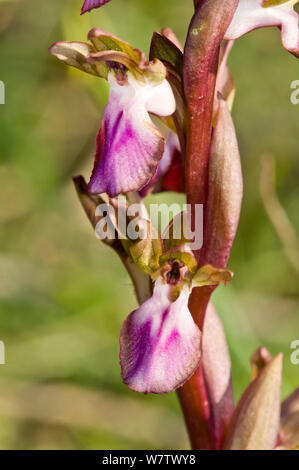 Fan-lipped orchid (Anacamptis collina) near Vieste, Gargano, Puglia, Italy, March. Stock Photo