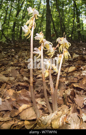 Ghost orchid (Epipogium aphyllum) in beech woodland at 1300m, Mount Sirente, near L'Aquila, Abruzzo. Italy, July. Stock Photo