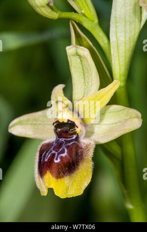 Hybrid Orchid (Ophrys x etrusca) hybrid of Early spider (Ophrys sphegodes) and Sawfly orchid (Ophrys tenthredinifera) Via Appia Antiha, Rome, Italy. May. Stock Photo