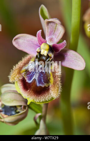 Hybrid orchid (Ophrys x heraultii) beteewn Sawfly orchid (Ophrys tenthredinifera) and Mirror orchid (Orphys speculum) artificially produced. UK, April. Stock Photo