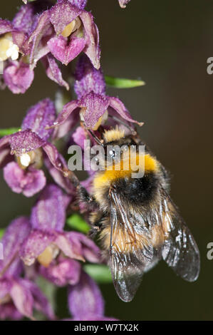Bumblebee (Bombus sp.) on Dark red helleborine (Epipactis atrorubens) growing at 1800m on Mount Terminillo, Rieti, Lazio, Italy. July. Stock Photo