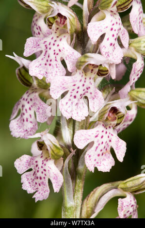 Milky Orchid (Orchis lactea / Neotinea lactea) limestone species, Uccellini Hills, Tuscany, Italy. April. Stock Photo