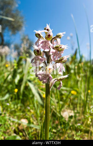 Milky Orchid (Orchis lactea / Neotinea lactea) an early-flowering species of limestone areas, Uccellini Hills, Tuscany, Italy. April. Stock Photo