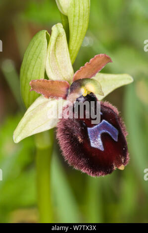 Ophrys bertolinii bertoloniiformis  near Ruggiano, Gargano, Puglia, Italy, April. Stock Photo