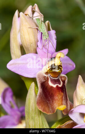 Hybrid orchid (Ophrys x francinae) hybrid of Sawfly orchid (Ophrys tenthredinifera) and  Ophrys apulica, near Monte St Angelo, Gargano. Italy, April. Stock Photo