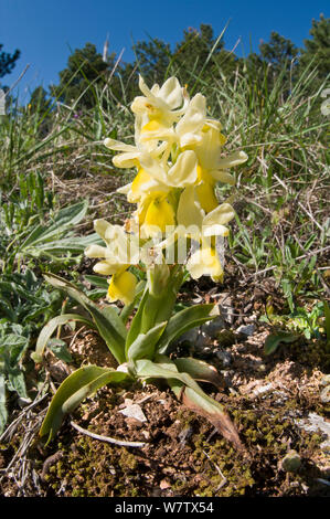 Few-flowered Orchid (Orchis pauciflora)  Mount Peglia, Orvieto, Umbria, Italy, April. Stock Photo