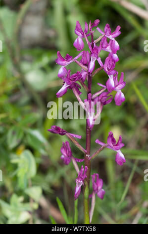 Loose-flowered orchid (Orchis laxiflora) wetland saprophytic  species, Barberano Romano, Viterbo, Italy, May. Stock Photo