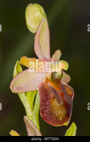 Hybrid orchid (Ophrys x camusii), hybrid of Hornet orchid (Ophrys crabronifera) and Early spider ophrys (Ophrys spegodes) Piediluco, Terni, Umbria, Italy, May. Stock Photo