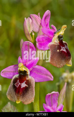 Hybrid orchid (Ophrys montis-angeli). Hybrid between the Shield orchid (Ophrys biscutella) and Sawfly orchid (Ophrys tenthredinifera) near Ruggiano, Gargano, Puglia, Italy, April. Stock Photo