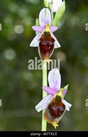 Hornet Ophrys (Ophrys crabronifera / Ophrys argolica subsp crabronifera) an endemic species restricted to the west coast of central Italy including the islands. Mount Argentario, Tuscany, Italy, April. Stock Photo