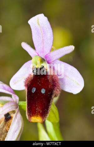 Crescent Ophrys (Ophrys lunulata) a Sicilian endemic, Ferla, Sicily, Italy, April. Stock Photo